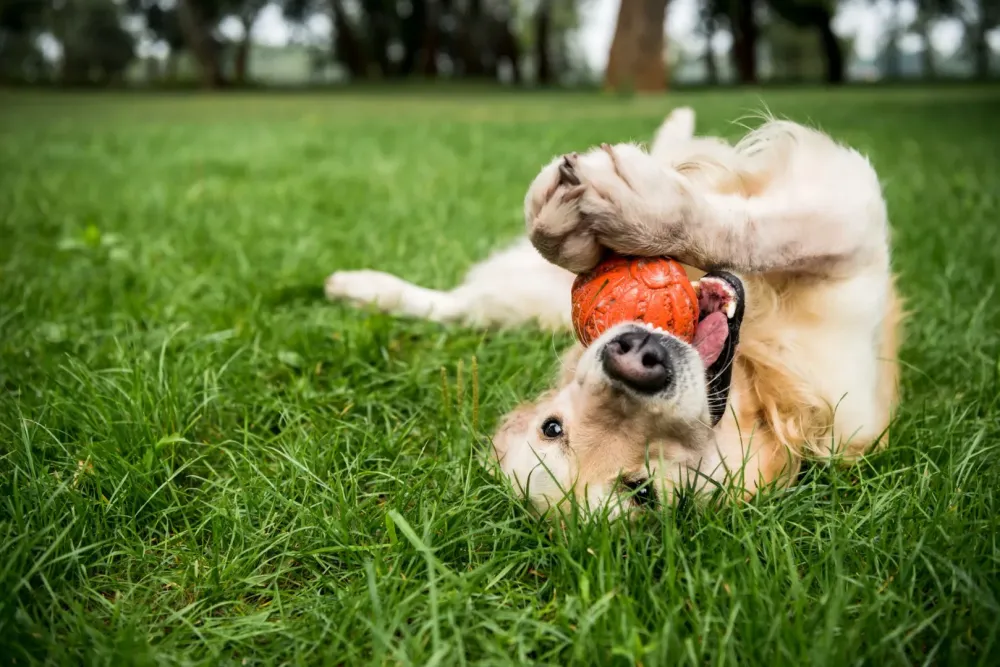 chien qui joue avec une balle