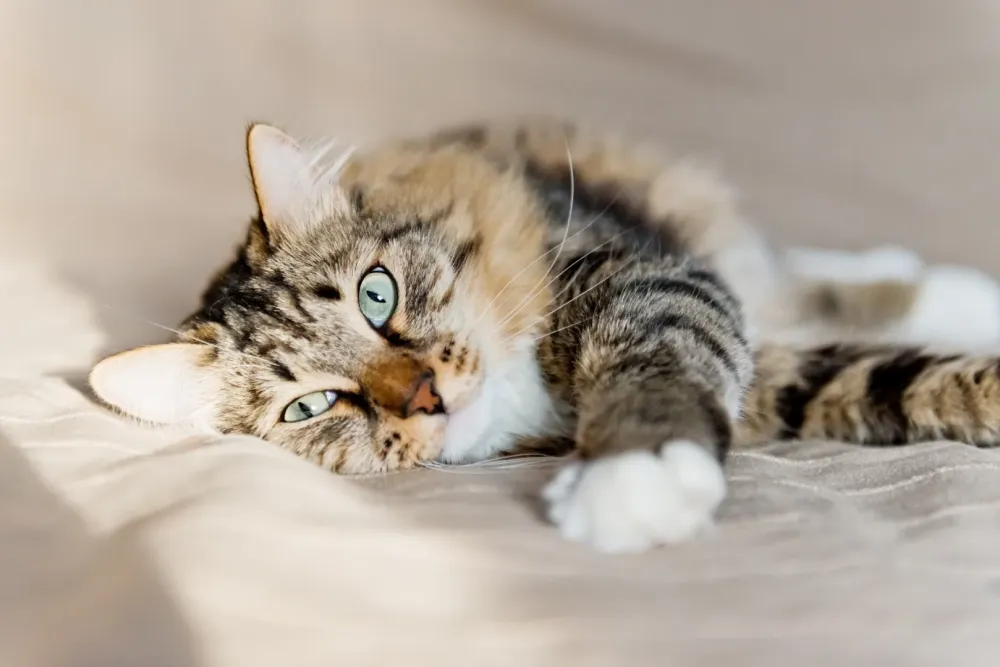 chat allongé