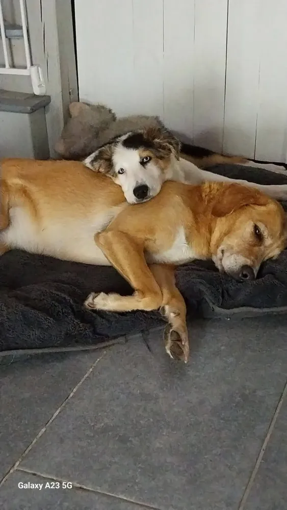 pension canine (1)
