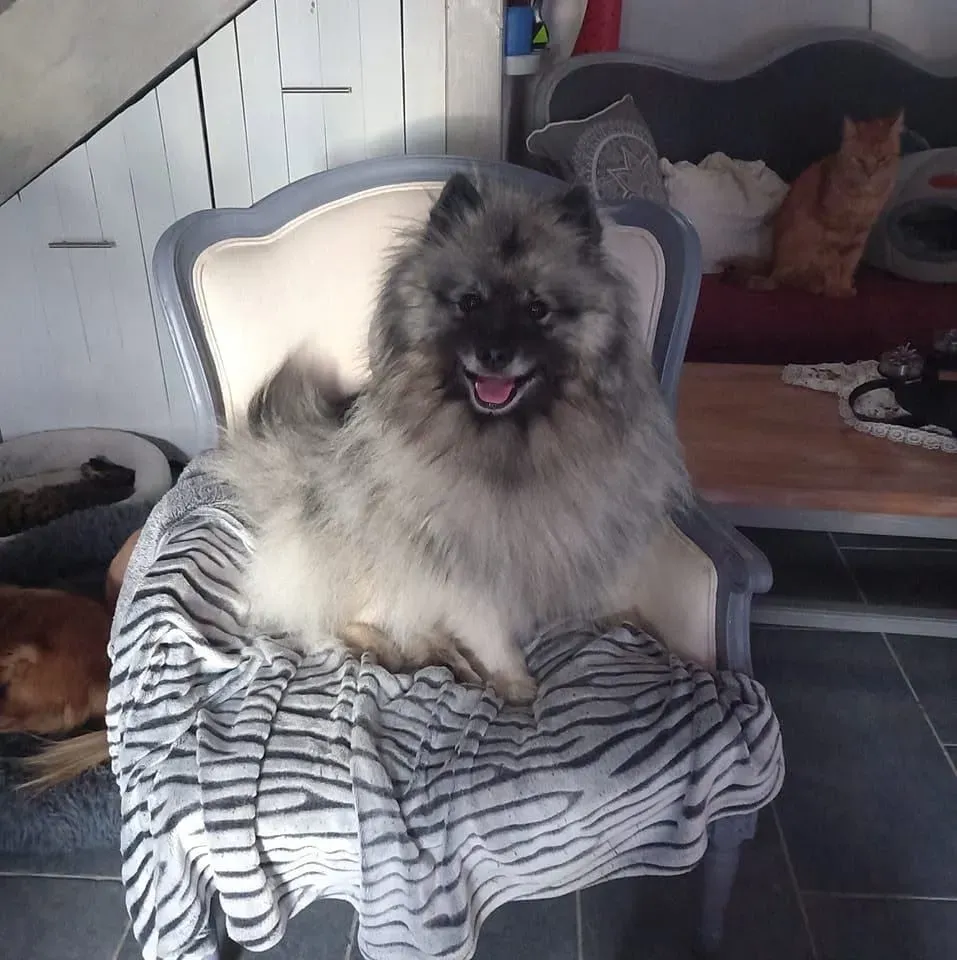pension canine (2)