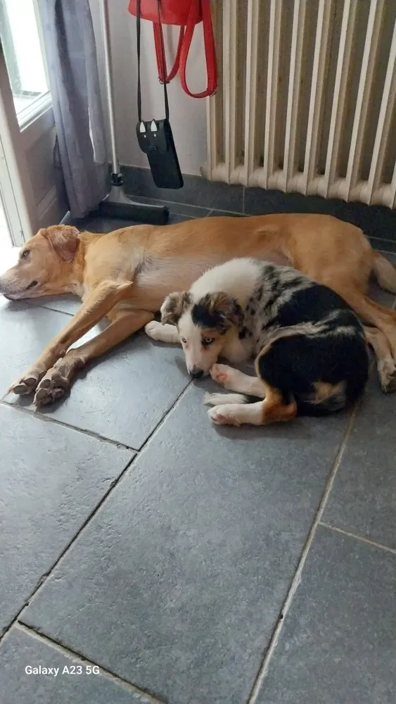 pension canine (3)