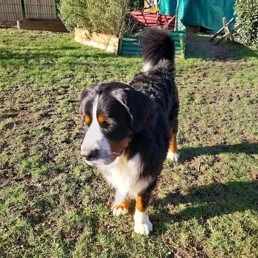 pension canine (2)