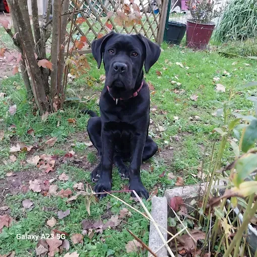 pension canine (3)