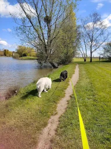 pension canine (4)