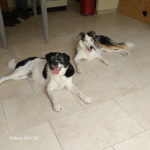 pension canine (1)