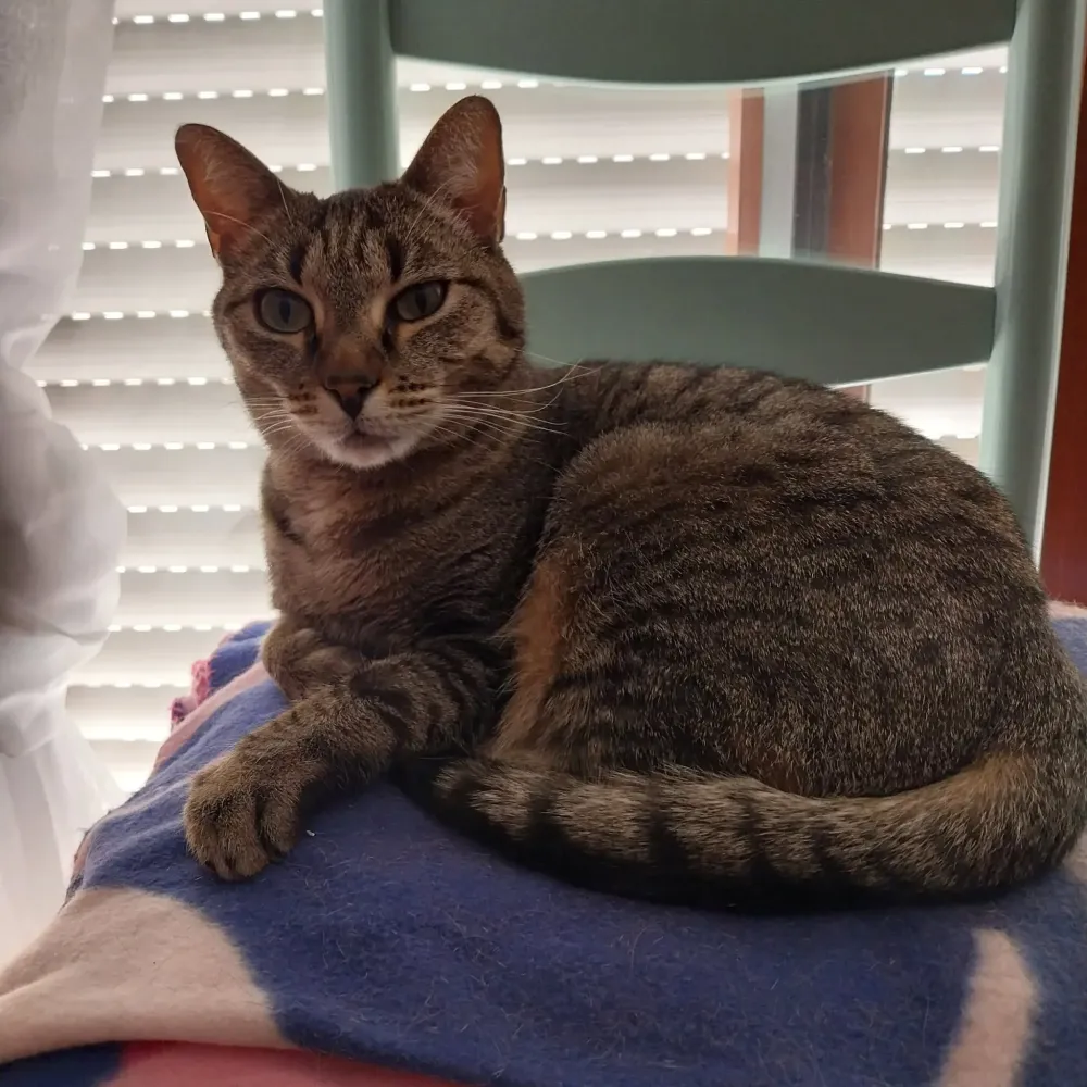 chat (3)