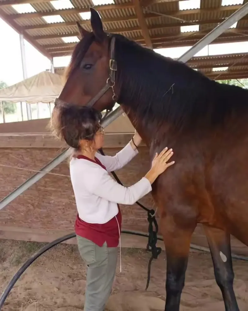 kineisologie equine (1)