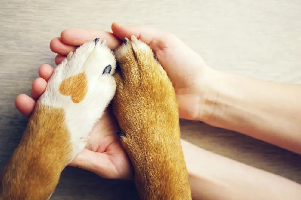 main et pattes de chiens